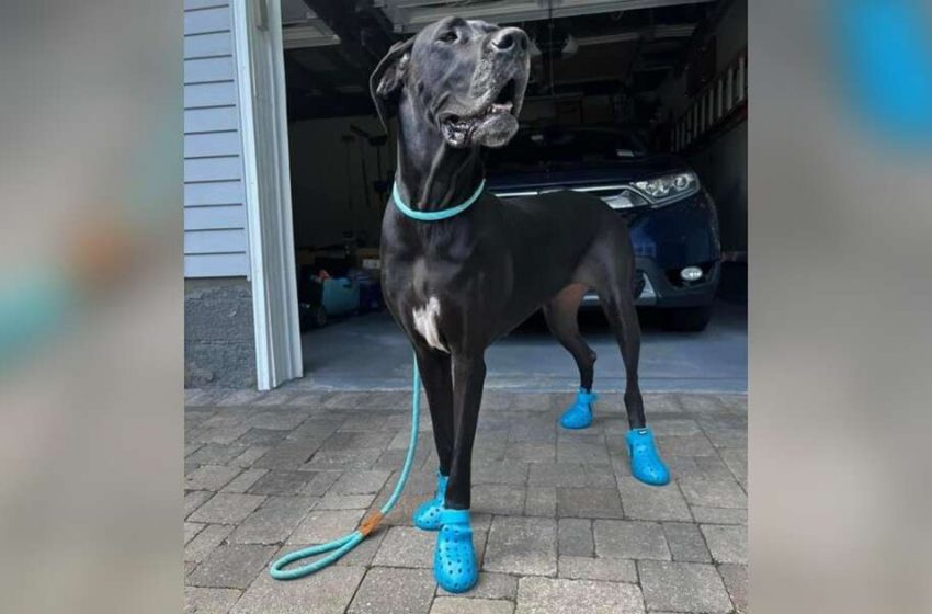  The “Crocs” are giant dog’s absolute obsession