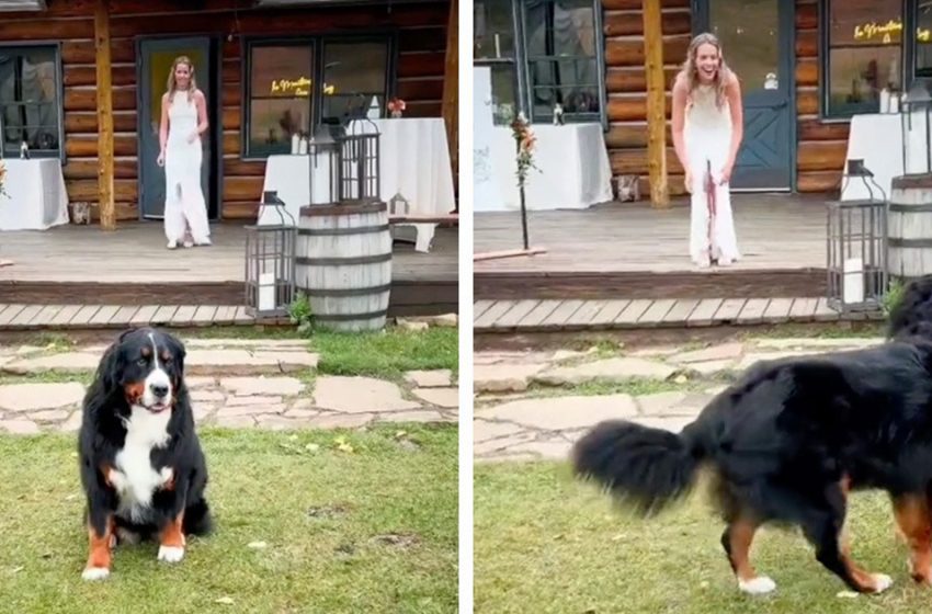  The dog doesn’t recognize her mom in a wedding dress