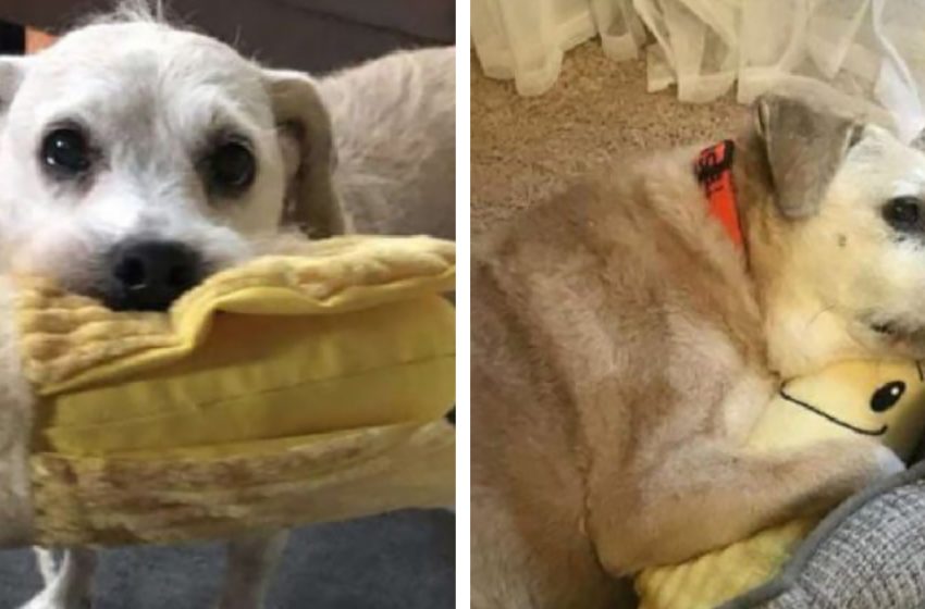  The Adorable Dog That Absolutely Loves To Cuddle With Her Stuffed Toy