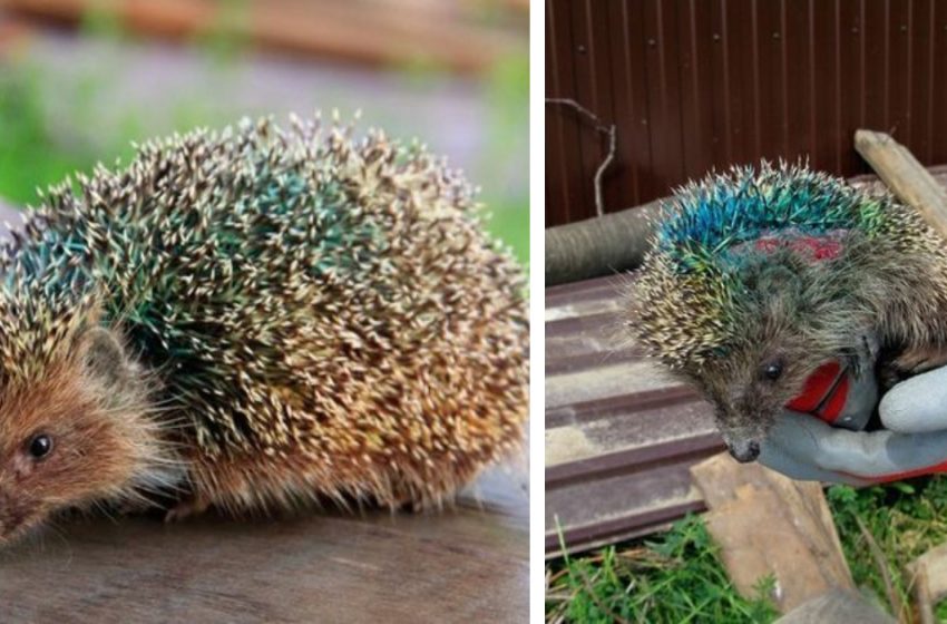  People saved a hedgehog from the dogs