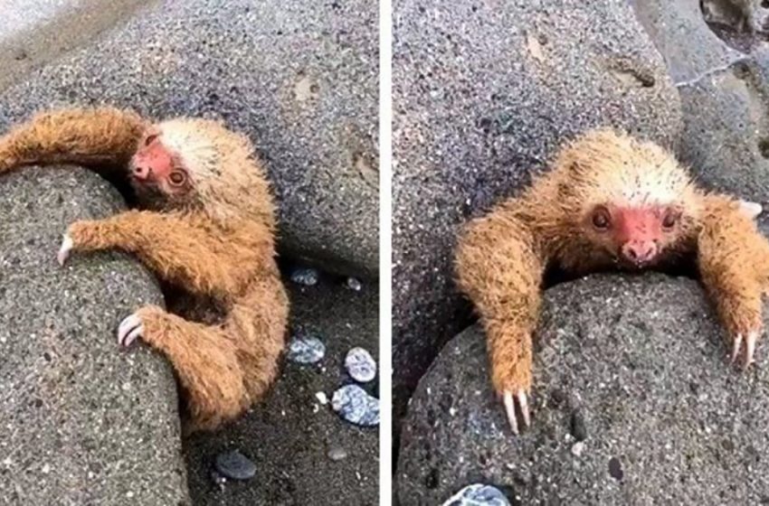  Rescue of a little sloth that got stuck in the rocks after low tide