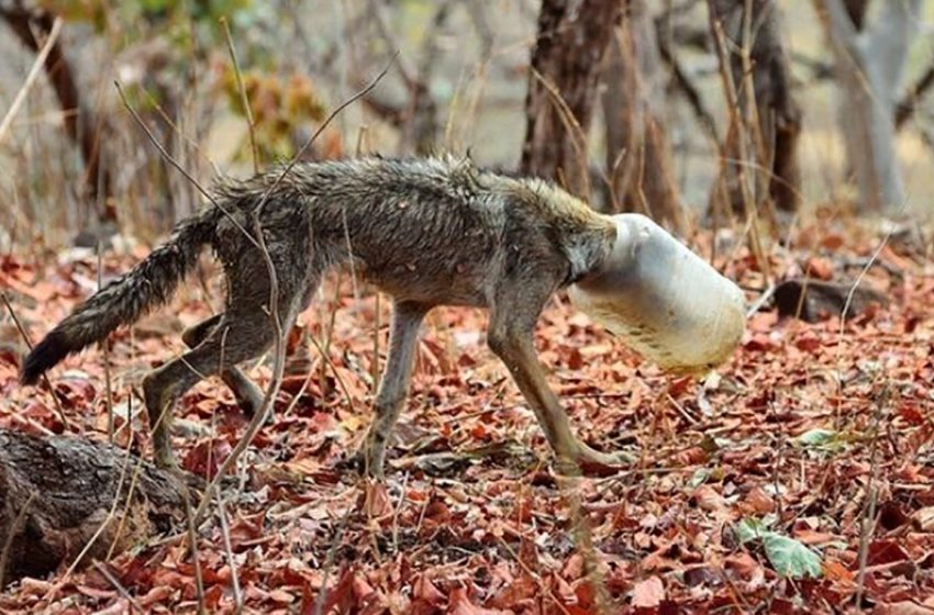  An exhausted wolf with a canister on his head was photographed, and it saved him