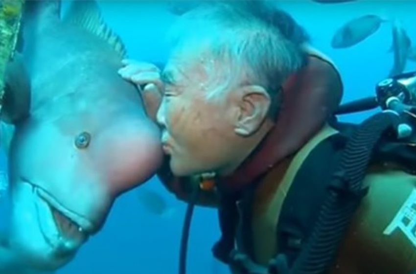  The diver has formed a warm relationship with one of the marine animals