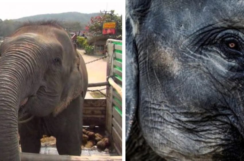  The blind and deaf elephant is finally rescued