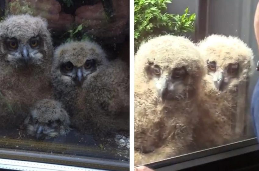  Owls and their owner love watching TV together