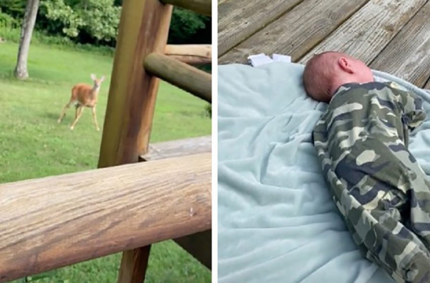  The caring deer gets worried for a newborn human infant