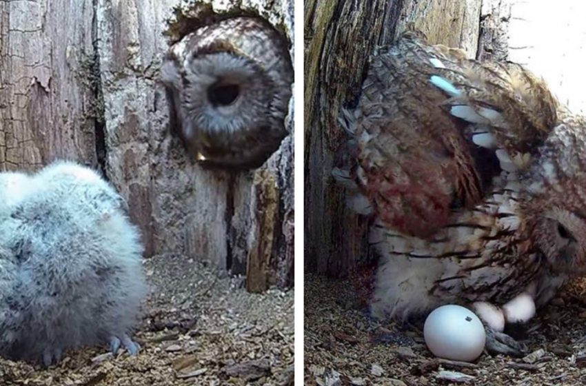  The owl mother adopts baby owls after her eggs didn’t hatch