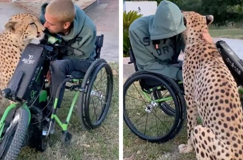  Huge cheetah approaching a man in a wheelchair