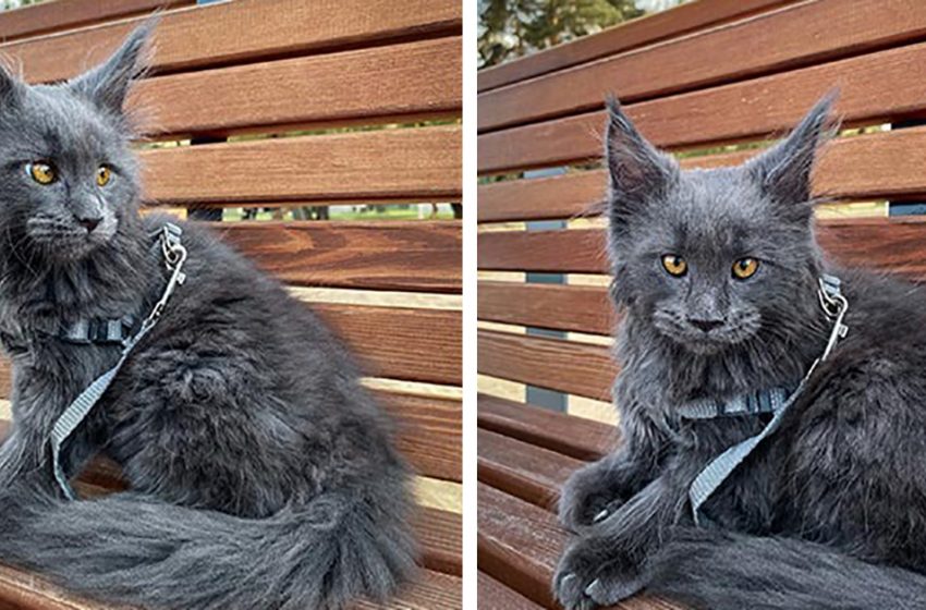  This fluffy cat looks like a black panther