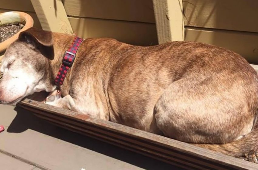  A deaf dog that had been sleeping on the street for 11 years discovered a wonderful porch to rest on, and this action radically altered his life