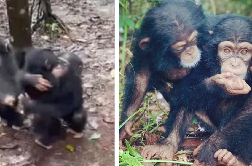  Chimpanzees gave a warm hug to their new family member