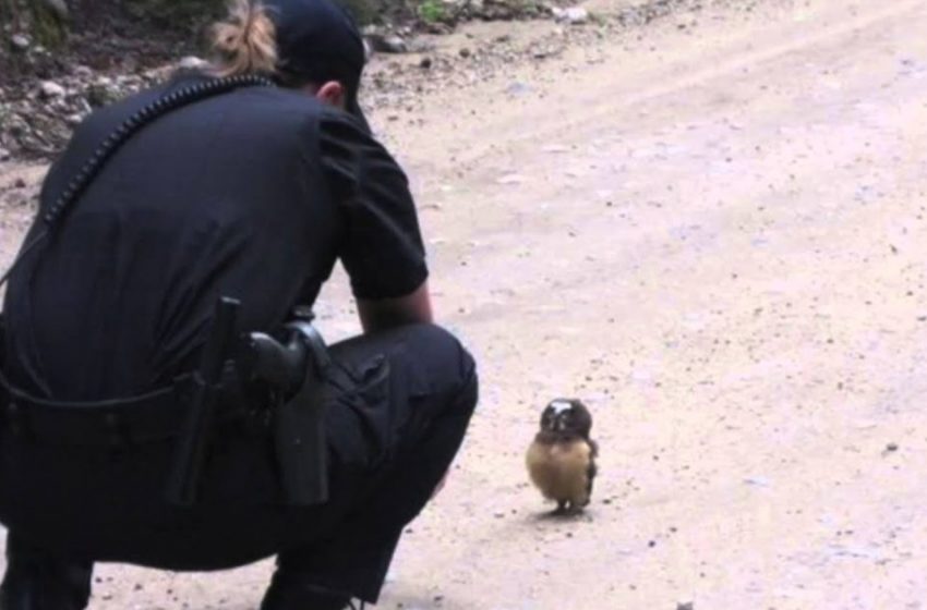  The owl started chatting with the police officer who had found it