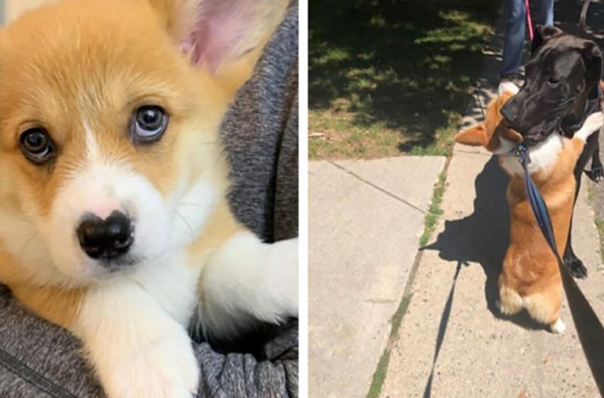  Wallace, the cute puppy with the heart-shaped nose