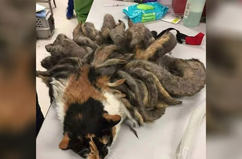  Is This A Cat: Matted Fur Is Shaved Off From Neglected Cat With “Octus” Fur!