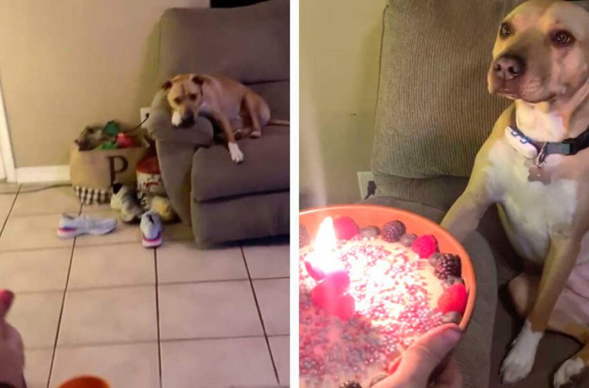  “You had to see the excitement in her eyes.” Adorable dog was very excited that people remembered her birthday