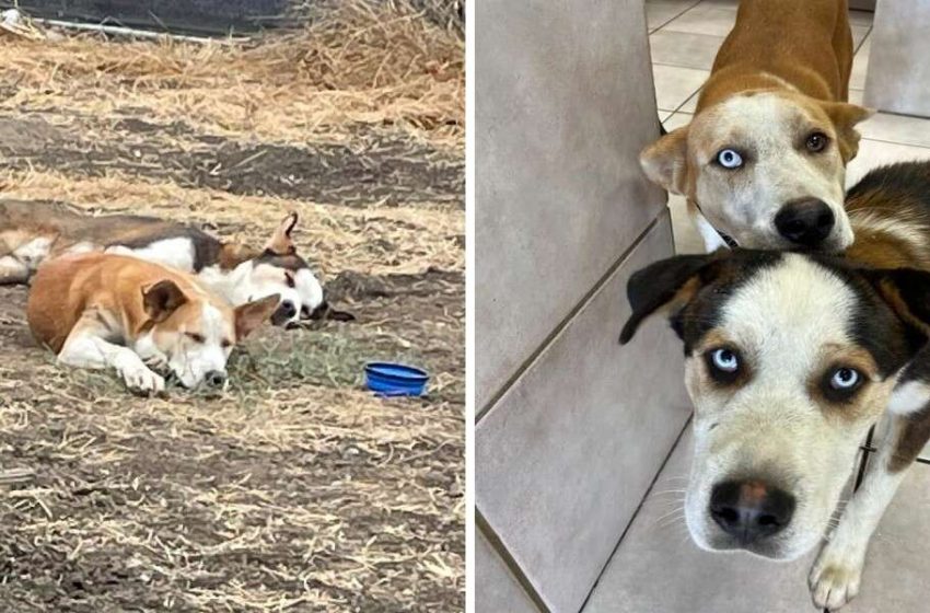  Separated dog sibling can’t hide their excitement after being reunited