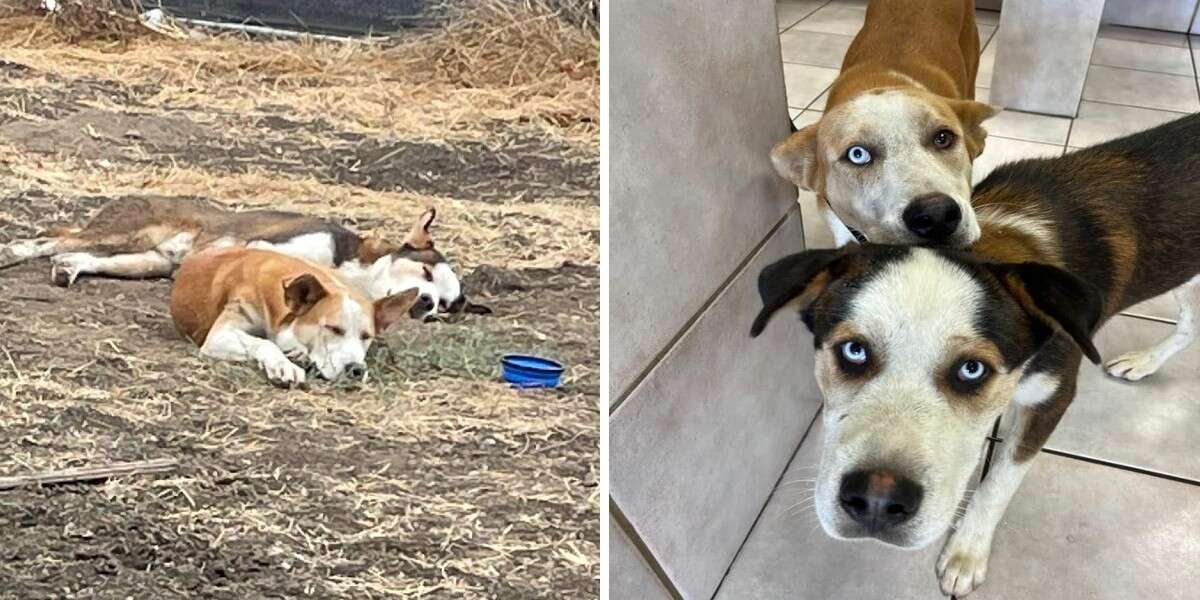 Separated dog sibling can’t hide their excitement after being reunited