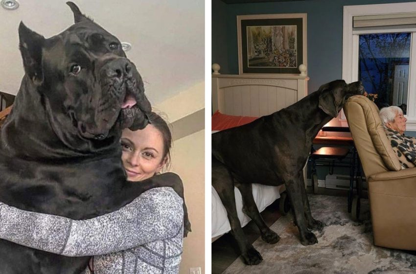  15 photos of incredibly huge dogs, in the existence of which it is hard to believe