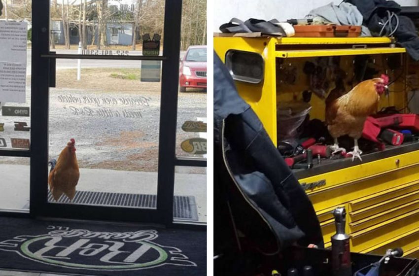  A rooster became one of the workers of a garage. People are astonished