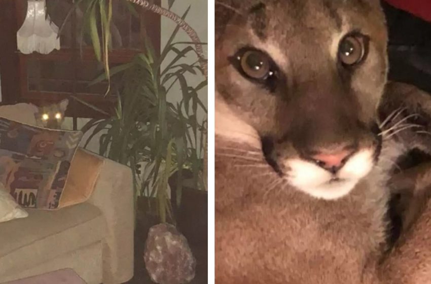  Unbelievable! A lion is curled up on the couch when the woman gets home