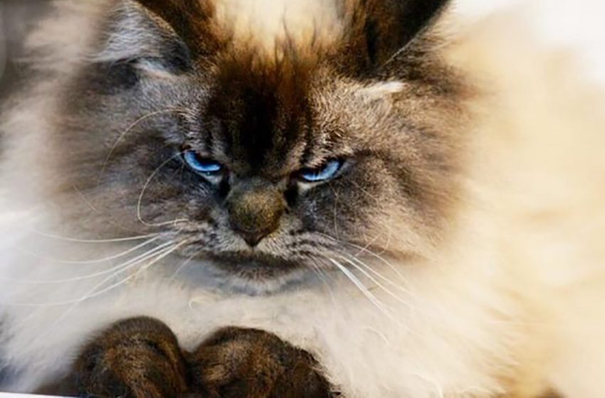  This cats gaze may leave you terrified!