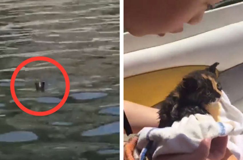  A castaway kitten rescue was a miracle – the boaters did whatever they could