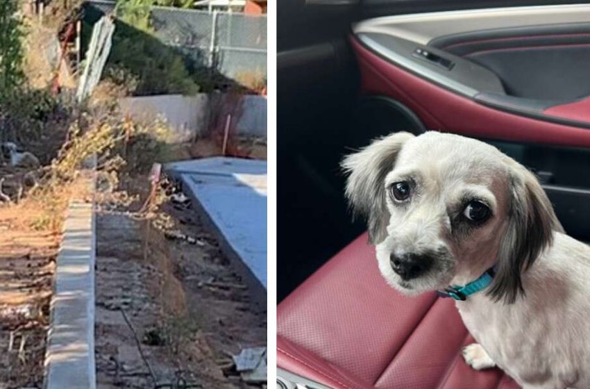  A year-long mystery is solved when a doctor discovers a little animal in a cemetery