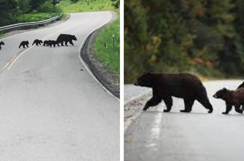  Take a look at how this loving mama bear safely leads her babies across the road