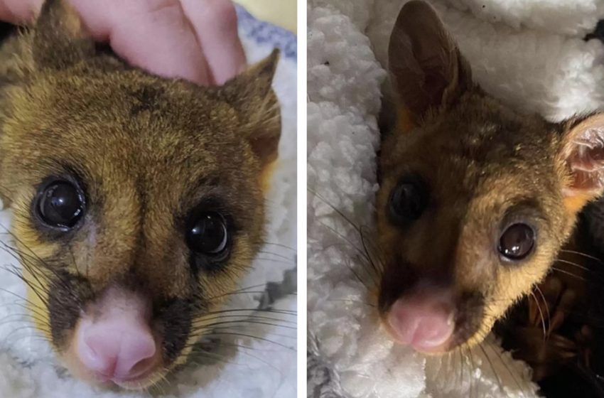  Animal rescuers save a small animal found clinging to pole in the freezing winter