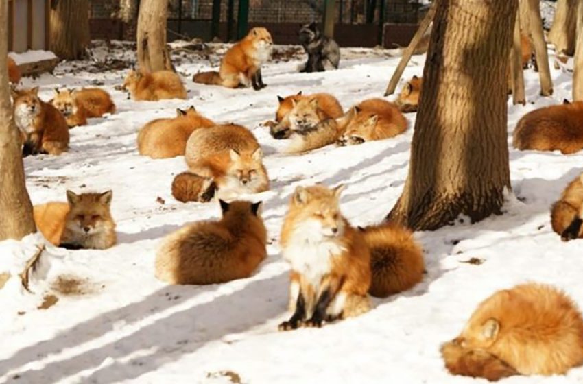  Foxes in a sanctuary – the most magical place in the world is probably where you live in freedom