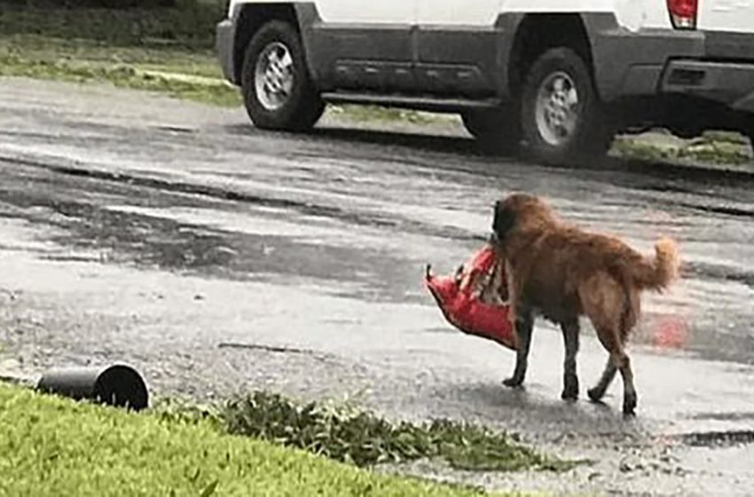  You can’t believe what was in the package that this little pup found near a trash can