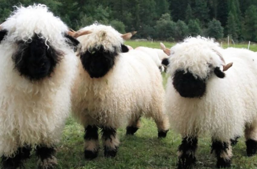 The world’s cutest sheep, known as the Valais Blacknose Sheep, resemble stuffed animals