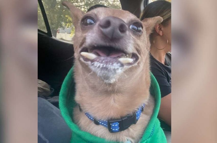  An odd-looking dog finally searches for his home after being returned to the foster family