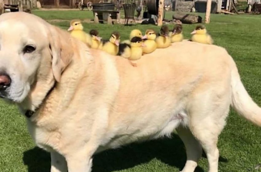  The ducklings’ mom abandoned them. Who became their new parent?