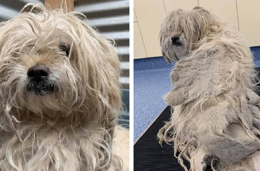  The dog was so overgrown with hair that it was not visible. The hairdresser fixed everything