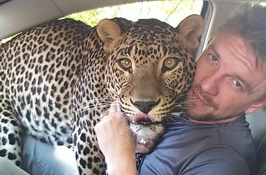  Unbelievable! The man shares an apartment with a leopard, which he took from the zoo