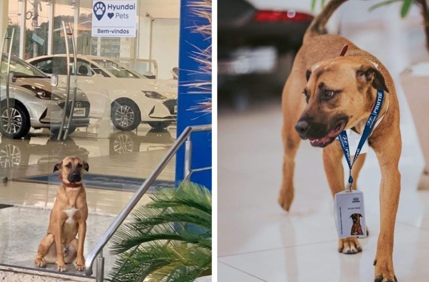  A lovely dog was hired by a car dealership in Brazil. He is their best employee now
