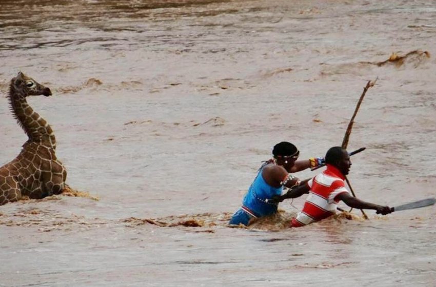  Who are the brave individuals risking their lives to prevent a young giraffe from drowning?