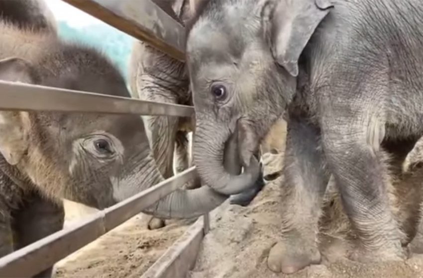  Did you know elephants were so friendly? These two became best friends immediately