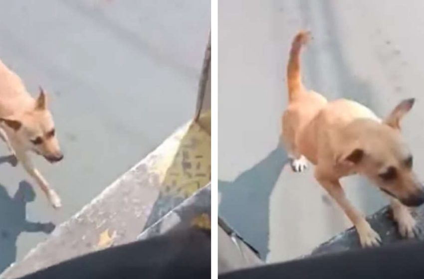  The dog chased the bus until the driver would adopt her