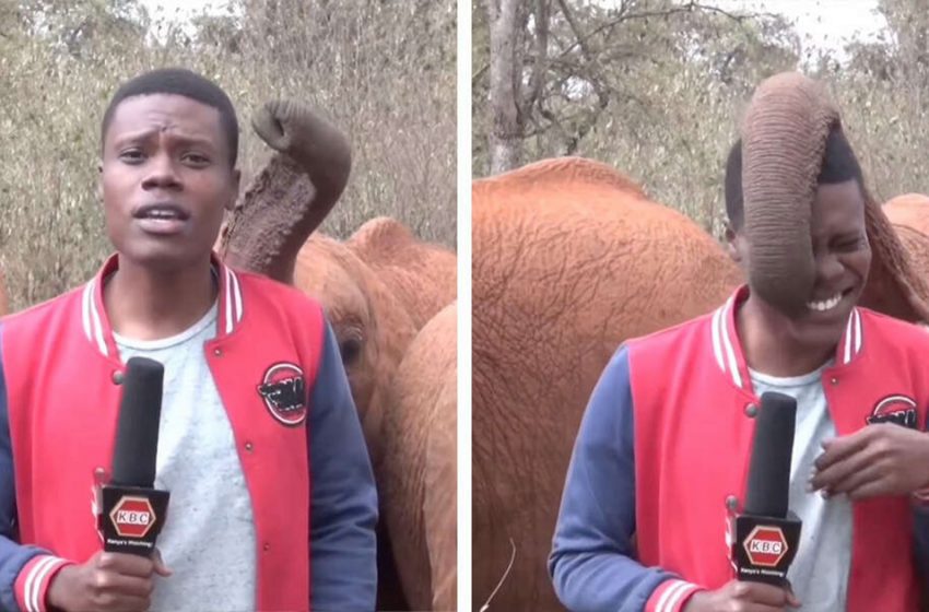  Elephant interrupts the reporter’s news segment, and the reporter can’t stop laughing