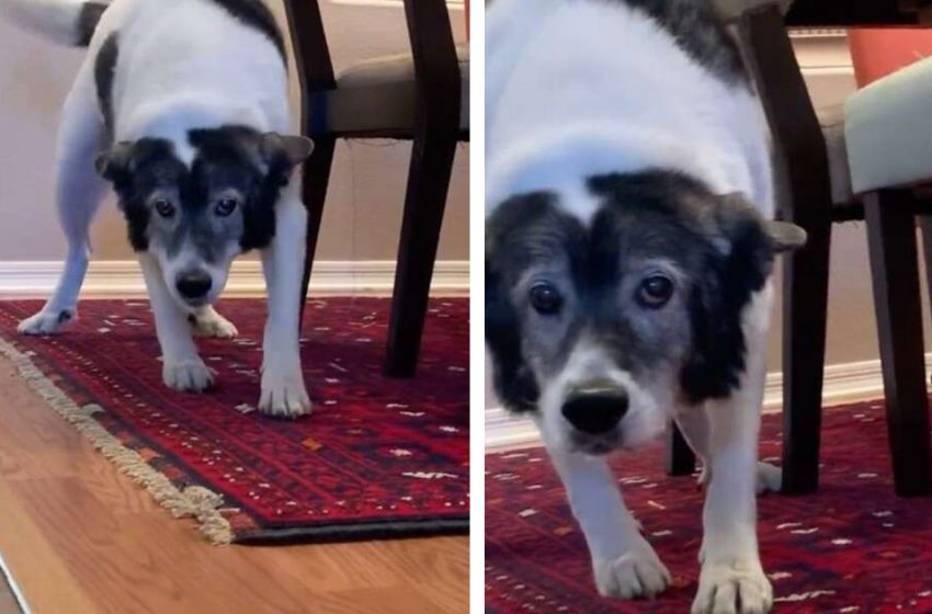  The senior dog was anxious to see the stranger, but as soon as he recognized her, he was extremely delighted