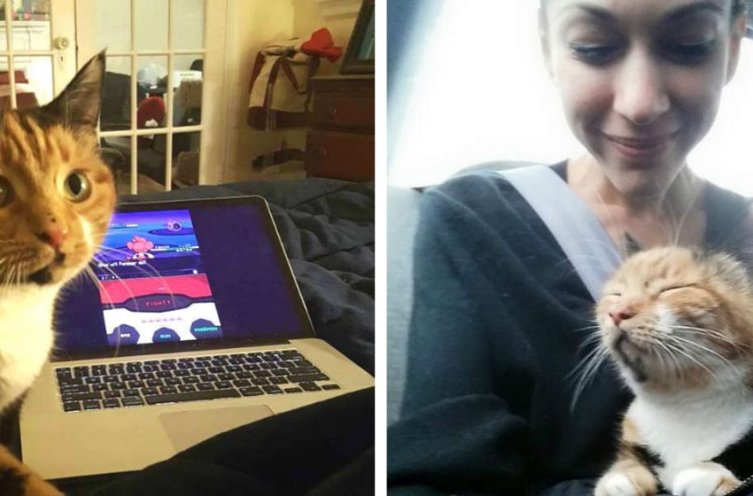  The cat crosses computer keyboard, winning a special prize