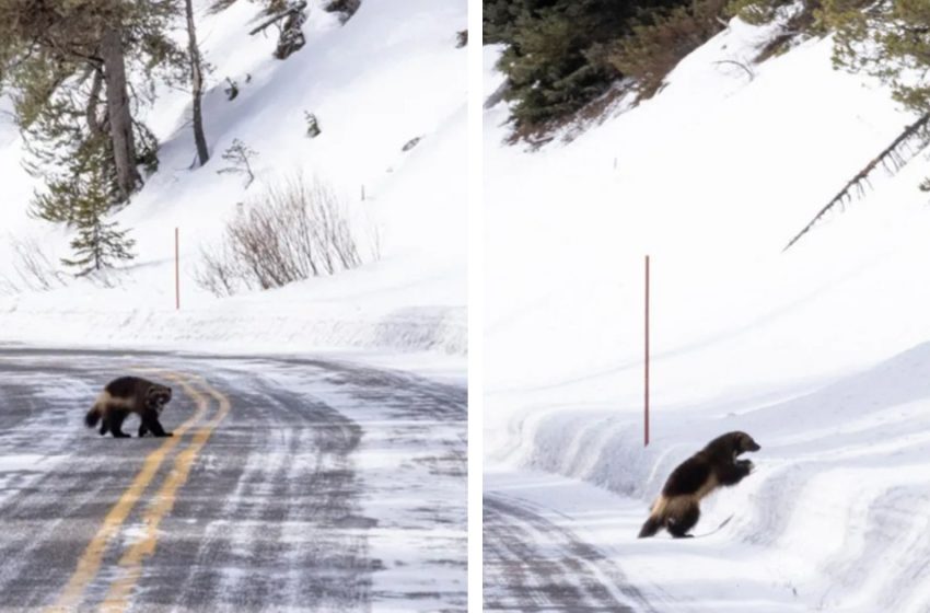  Tourists visit yellowstone and meet the park’s earest animal