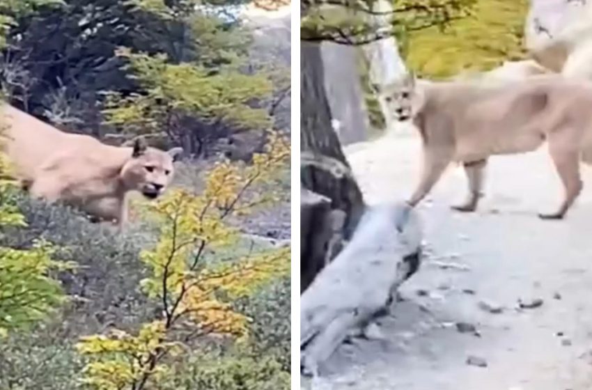  Woman encounters a huge animal while hiking alone. What happens next?