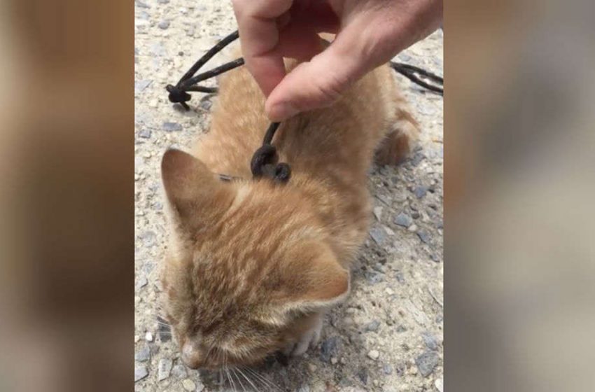  A little kitten was spotted on sidewalk wearing shoelaces around his neck