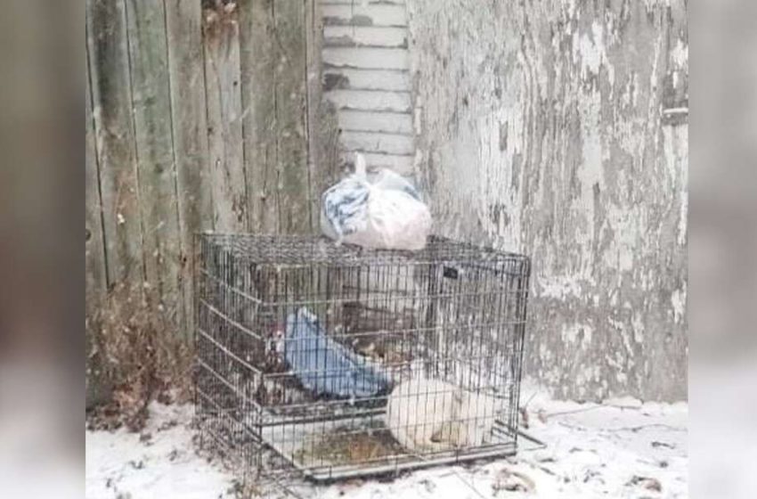  After being rescued from the freezing cold, the dog completely transforms