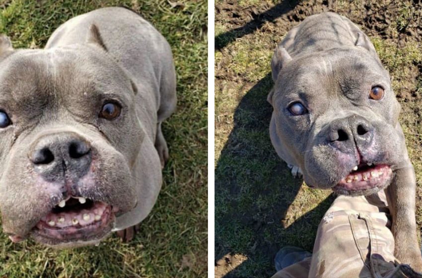  The unusual-looking pit bull that no one wanted finally finds a loving home