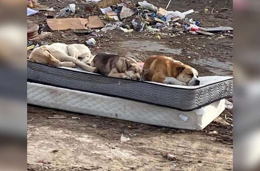  Dogs rescued from dumpsite have a tradition to reunite every year