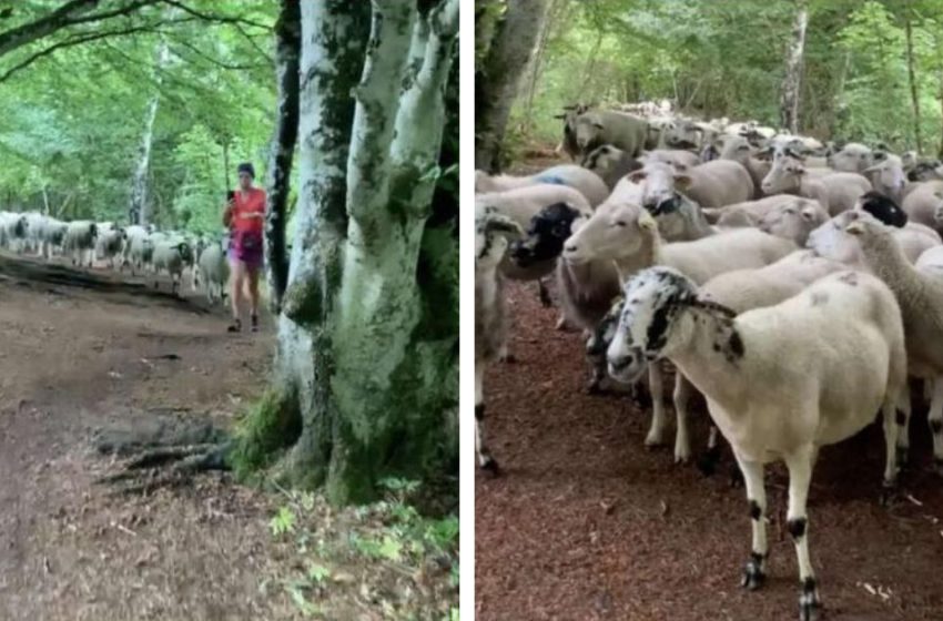  Confused Runner Turns Around and Discovers a Huge Flock of Sheep Following Her